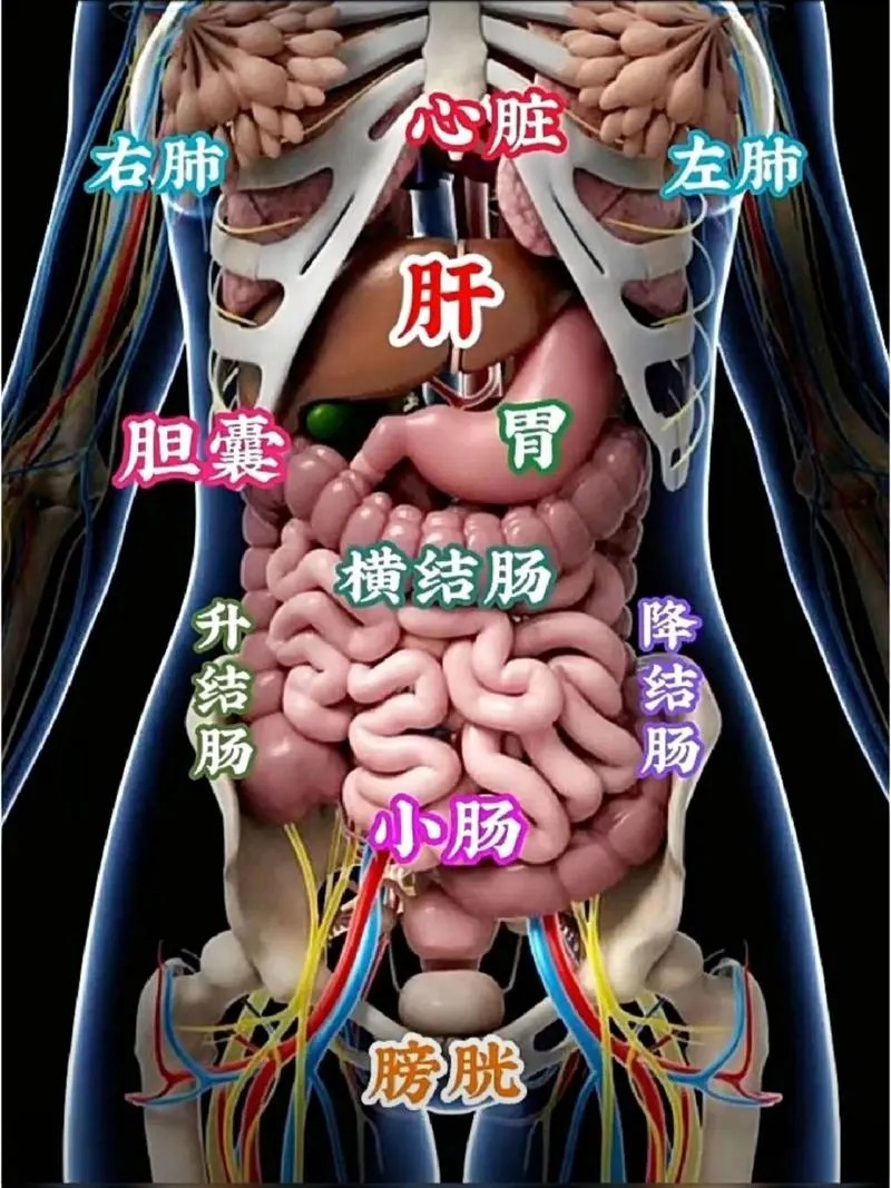 2025꿵ҽѧƼʦ⡾⣨Ƶ⣩½⣫ģ⣫Ծ