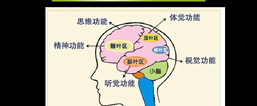 大脑各区划分及对应脑区功能
