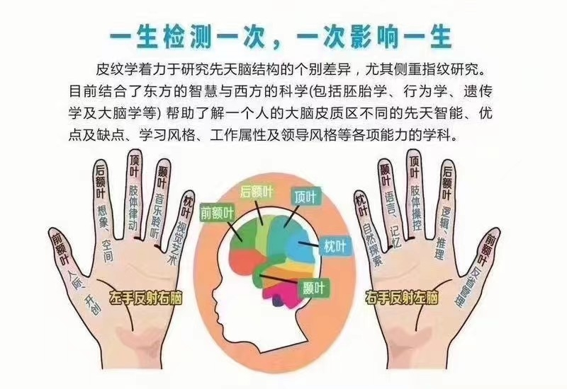 大脑各区和手指对应关系 圆梦天赋测评 一生只检测一次 一次受用终身